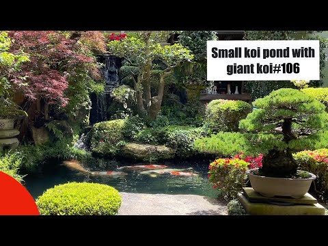 Small koi pond with giant koi fish(Miyajima, Hiroshima, Japan)