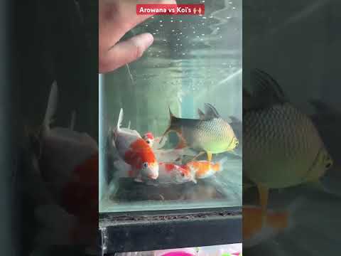 Beautiful Koi’s in Aquarium |Arowana#fishlover #shorts #fish