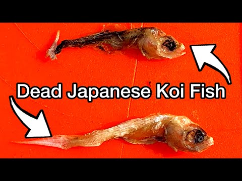 I MADE A MASSIVE MISTAKE Which Killed 100s Of My Japanese Koi Fish