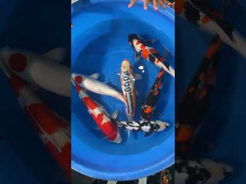 நீங்க வச்சு இருக்கறது original Koi -ஆ??? #koi #japanesekoifish #japanesekoi #koipond #chennaimarket