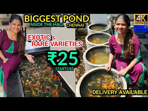 Original Exotic KOI Fish From ₹25| Longest pond inside a house😍 By Fish Veriyan Vandhian