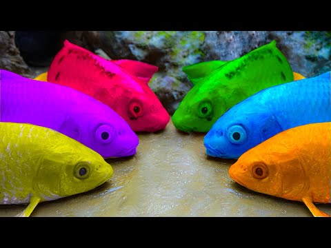 Stop motion ASMR – Catfish hunting Colorful carp koi fish|Peces koi de colores | Rana gigante |