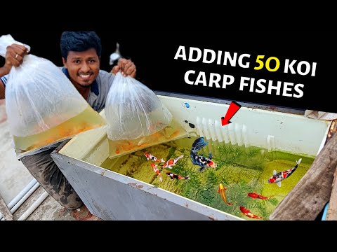 Adding 50 Koi Carp Fish to My Fish Tank🐠 | 50 மீன்கள் இதில் இருக்கு!