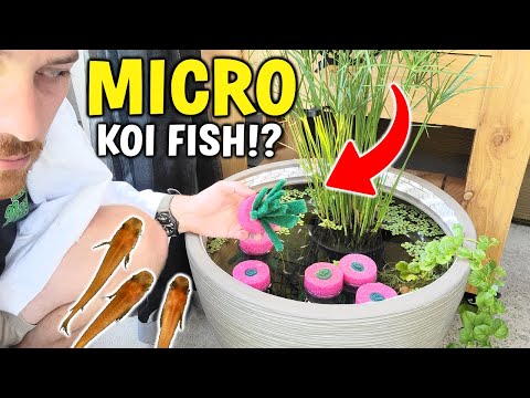 Are These Really Micro Koi Fish!? Best Outdoor Fish For Beginners!