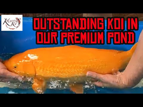 The "Perfect" Koi Collection