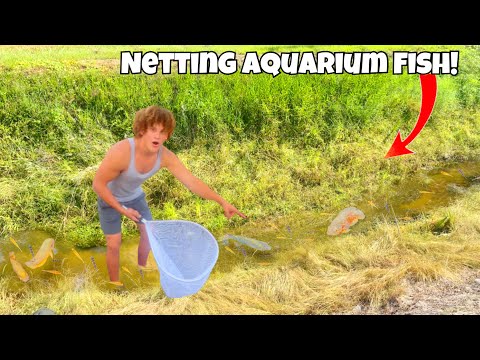 I Found A Canal FILLED WIth EXOTIC Aquarium FISH!