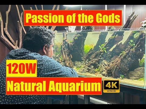 120cm Aquascape | Nature Aquarium | Takashi Amano Layout | Mayur Dev Aquascaper 4K