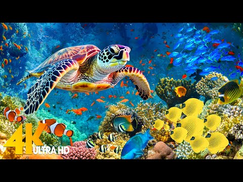 The Ocean 4K – Sea Animals for Relaxation, Beautiful Coral Reef Fish in Aquarium (4K Video Ultra HD)