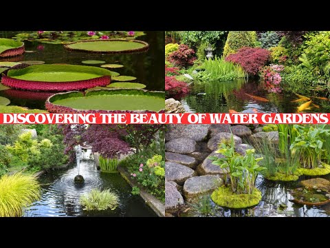 "Serene Reflections: Discovering the Beauty of Water Gardens"[VideoGuide][Detailed][4K]