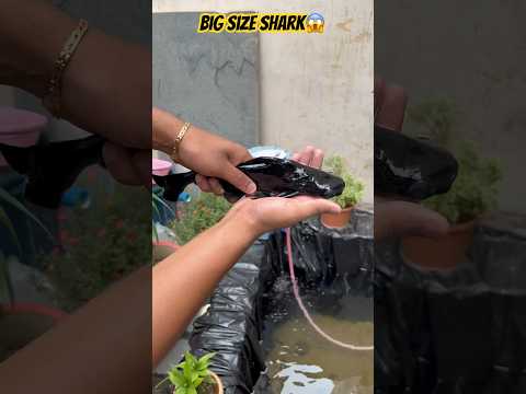 Big Size Monster Shark in Koi Pond😶‍🌫️😨#koipond#koipondfail#sharktank#sharkfish #short