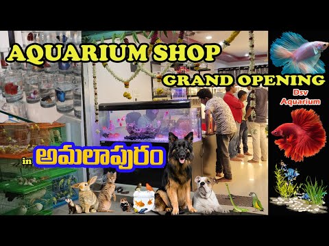 Dsv Aquarium Shop Amalapuram | Aquarium Store | LIVE AQUARIUM