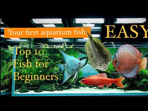 Top 10 Aquarium Fish for Beginners