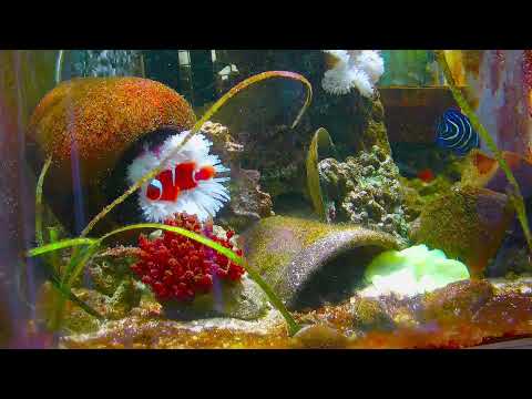 #live #nemo #aquarium VIDEO HD. at this time.real life #fish#水族館#小丑魚 Marine fish tanks in the home
