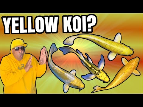 SUPER RARE YELLOW KOI IN MY POND!