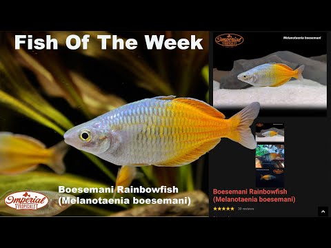 Boesemani Rainbowfish (Melanotaenia boesemani) #imperialtropicals #aquariumfish #aquarium #fish