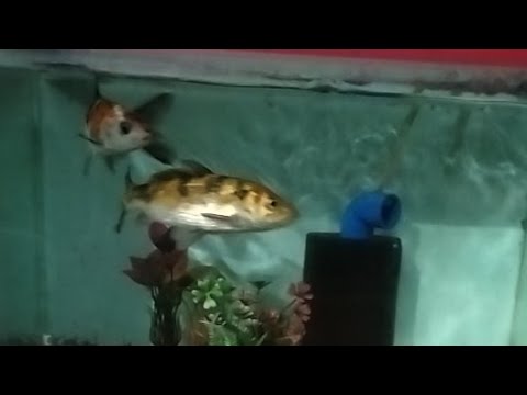 Koi Fish Live Silent. for WH only