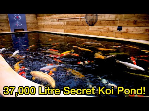 AMAZING 37,000 LITRE SECRET JAPANESE KOI POND ! With 100cm Koi Fish