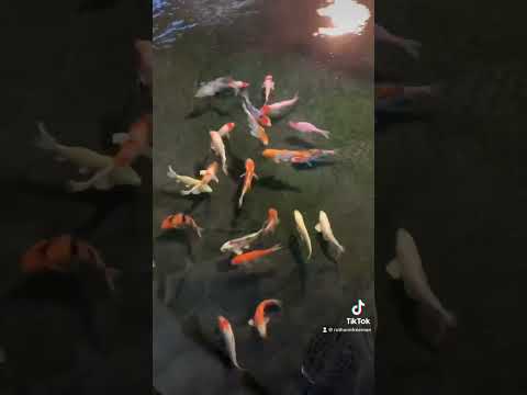 The difference between pet store koi and Breeder koi