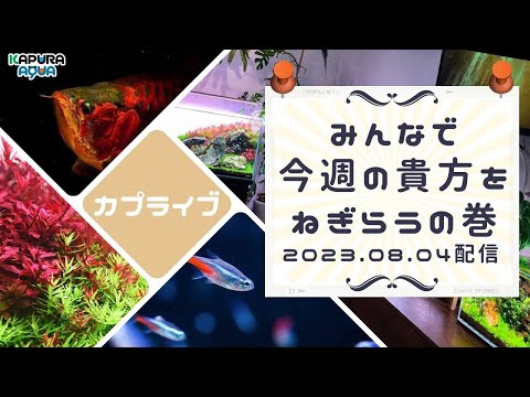 【アクアリウム週末ライブ】雑談と週末のセール情報【Aquarium Live Streaming 2023.08.04【第33夜】