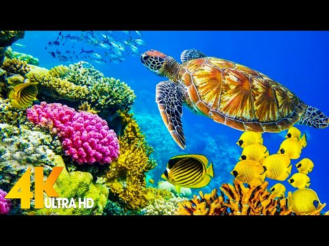 The Ocean 4K – Sea Animals for Relaxation, Beautiful Coral Reef Fish in Aquarium (4K Video Ultra HD)