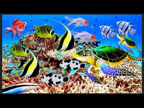 top 10 beautiful fish for aquarium | underwater fish aquarium | colorful freshwater fish – Fish 4k