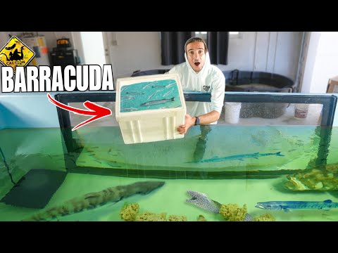 Finally Adding TONS OF FISH For My BARRACUDA Saltwater Pond!