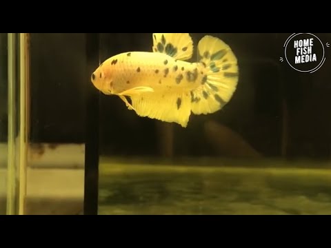 Aquarium video goldfish betta fish and koi fish in planted tank #117