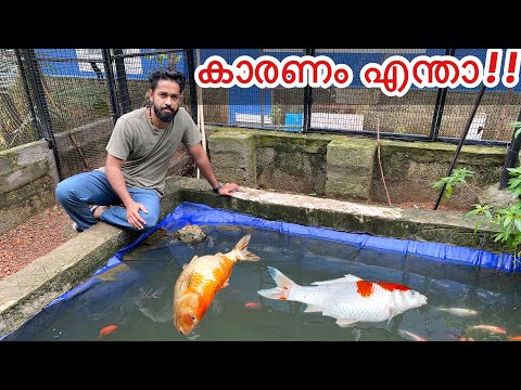 കുളത്തിലെ മീനുകൾ ചത്തു തുടങ്ങി | Why Koi Carps Died ???