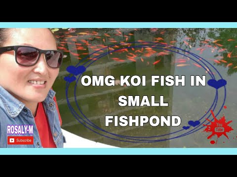 OMG KOI FISH IN SMALL FISHPOND