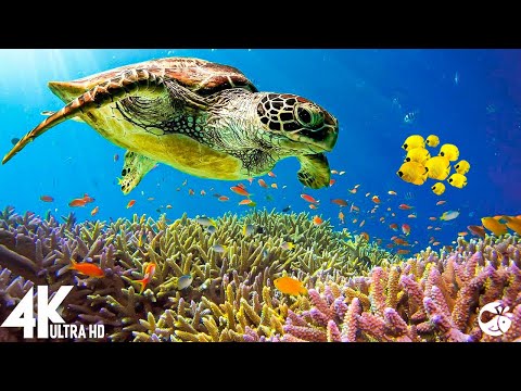 Aquarium 4K VIDEO (ULTRA HD) 🐠 Beautiful Coral Reef Fish – Relaxing Sleep Meditation Music