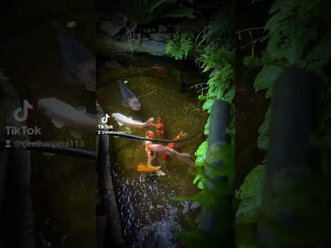 japanese bloodline koi fish in srilanka