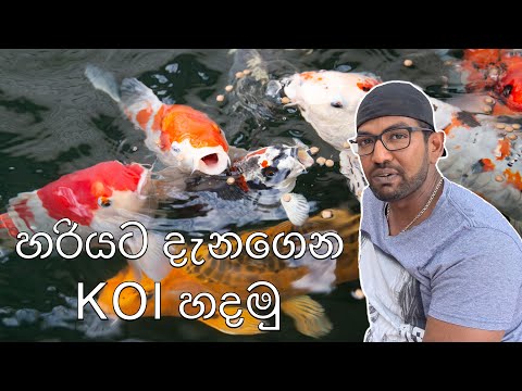 හරියට දැනගෙන KOI හදමු : Koi Carp