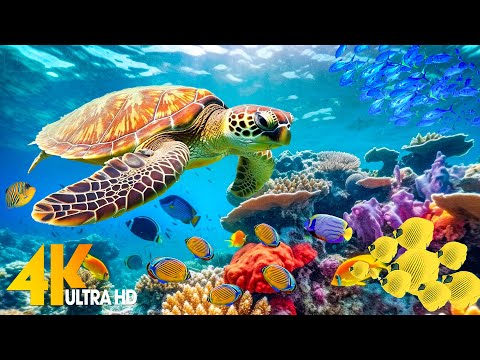 [NEW] 11H Stunning 4K Underwater Wonders – Relaxing Music | Coral Reefs, Fish & Colorful Sea Life