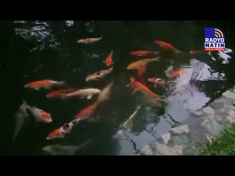 Japanese Koi Fish- ang pinakamahal na isda?