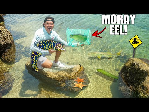 FISH TRAP Catches EXOTIC MORAY EEL For My SALTWATER POND!!