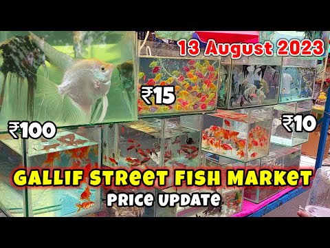 Galiff Street Cheapest Aquarium Fish Market|Recent Week All Aquarium Fish Price Update|13 Aug 2023