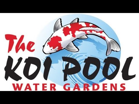 Koi Pool Water Gardens/ Love Aquatics Full Shop Vist