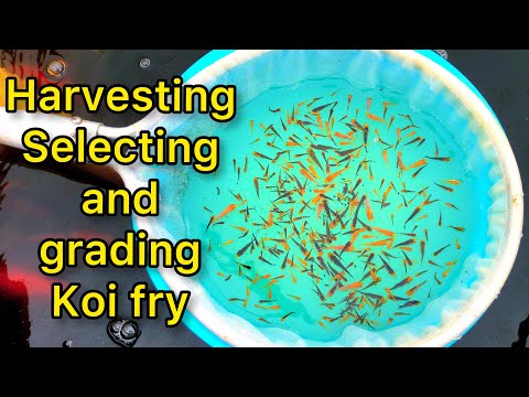 Japanese Koi Fry Harvest, How To Select And Grade Koi Fry