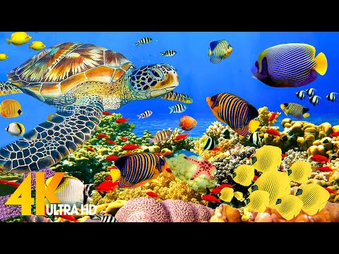 [NEW] 11H Stunning 4K Underwater Wonders – Relaxing Music | Coral Reefs, Fish & Colorful Sea Life