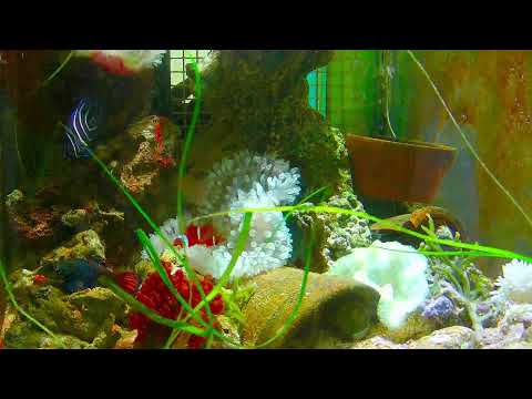 #live #nemo #aquarium VIDEO HD. at this time.real life #fish#水族館#小丑魚 Marine fish tanks in the home