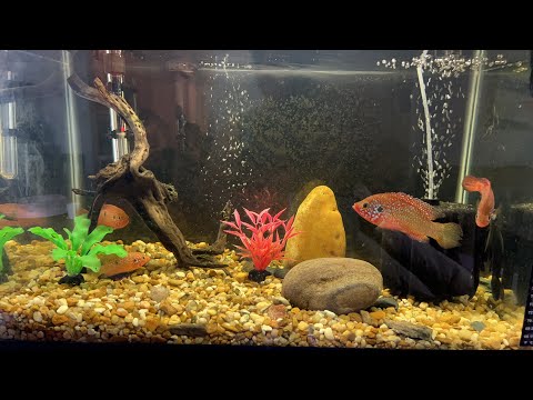 Relaxing Aquarium Fish Tank Sound
