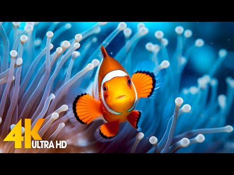 Aquarium 4K VIDEO (ULTRA HD) 🐠 Sea Animals With Relaxing Music – Rare & Colorful Sea Life Video