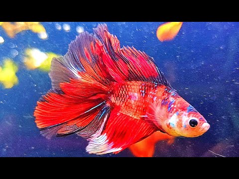 Real BETTA FISH AQUARIUM | Calming Fish Tank Water Sounds ASMR | Live Stream