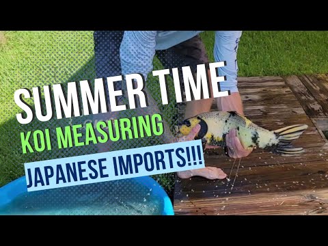 Summer Time Japanese Imported Koi MEASUREMENTS #florida #koi #fishing #pondfish #koipond #japan #fyp