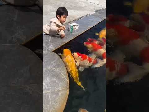 Hand Feeding Giant Koi 😳 #koi #koifish #japanesekoi #shorts