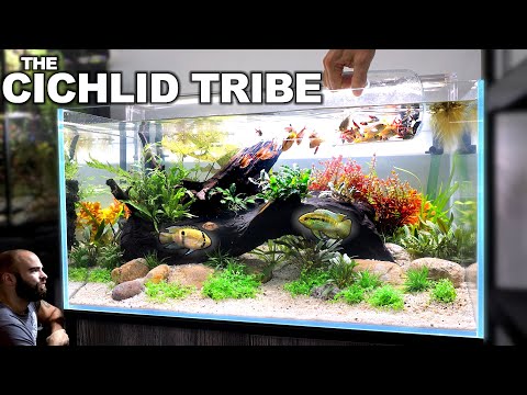 The Cichlid Tribe: EXQUISITE All in 1 Aquarium Kit
