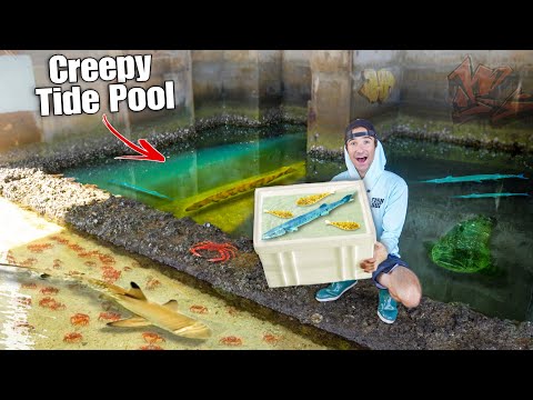 Catching AQUARIUM FISH In CREEPY TIDE POOL For My Saltwater Pond!