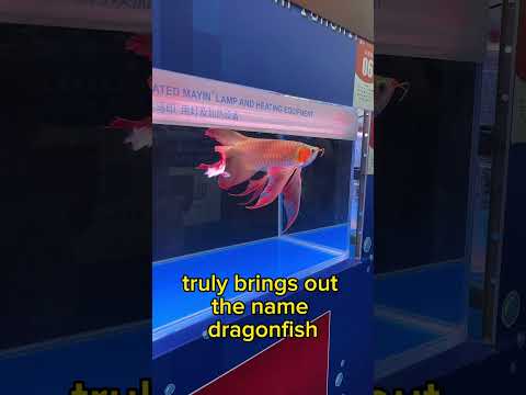 Dragonfish! Arowana World Championship 2023