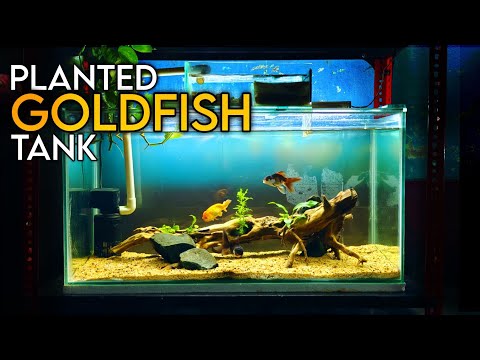 Aquascape Tutorial: PLANTED GOLDFISH Aquarium: (How To: Step By Step Guide)