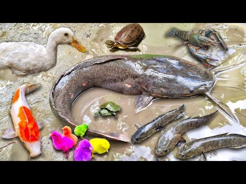 Finding Ornamental Fish in Holes, Koi Fish, Giant Catfish, Snakehead Fish, Turtles, Betta Fish, 376